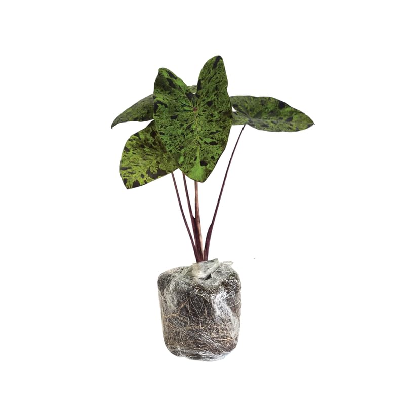 Set 2 Variegated Black Colocasia Elephant Ear Plants Live 4–7 Inches Tall, Tropical Foliage Plants for Outdoor Garden, Large Leaf Plants for Patio, Containers or Landscape