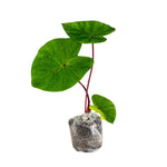 Set 2 Colocasia Elephant Ear Plants Live 4–7 Inches Tall, Tropical Foliage Plants for Outdoor Garden, Large Leaf Plants for Patio, Containers or Landscape