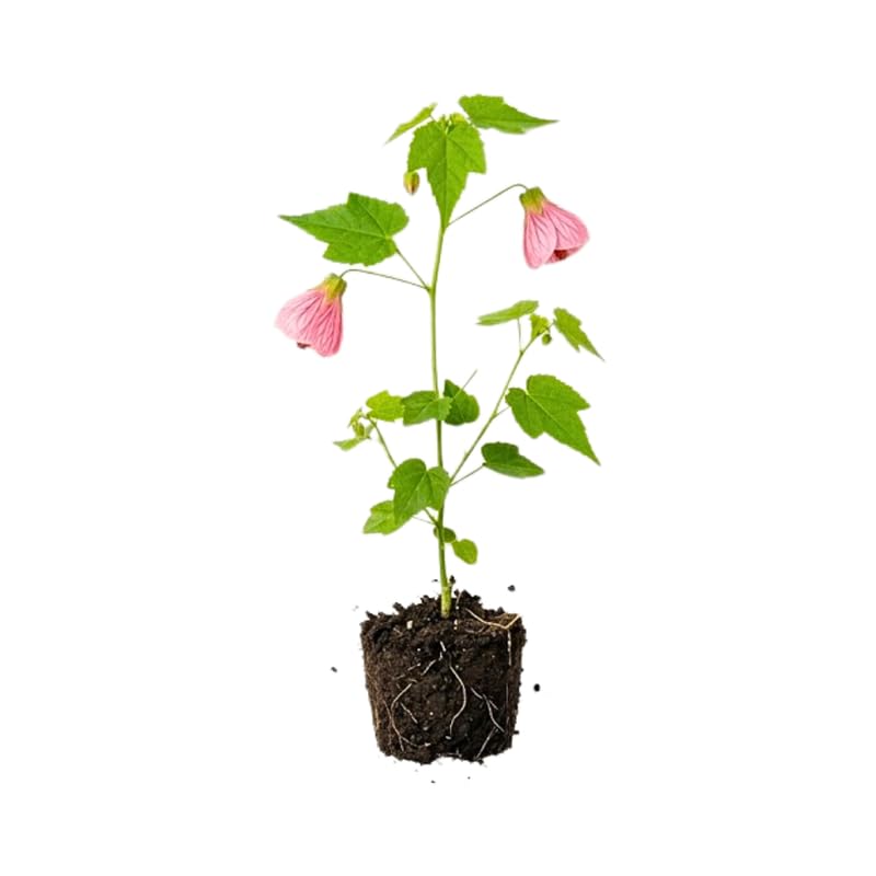 Pink Abutilon Live Plant 4–7 Inches Tall, Flowering Lantern Plant for Indoor Outdoor Garden, Ornamental Flower Plants for Patio Containers or Garden Beds