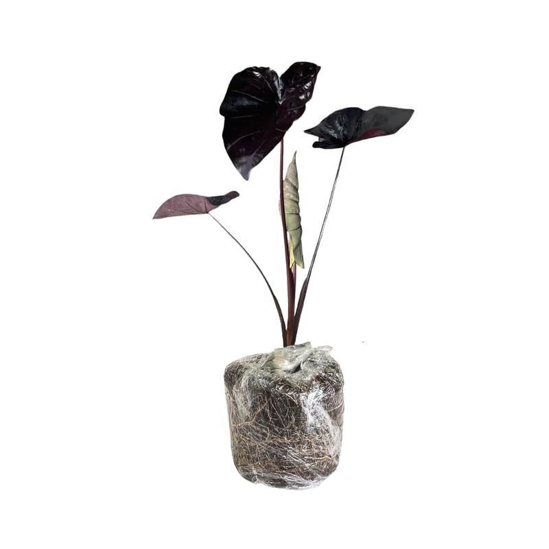 Set 2 Black Colocasia Elephant Ear Plants Live 4–7 Inches Tall, Tropical Foliage Plants for Outdoor Garden, Large Leaf Plants for Patio, Containers or Landscape
