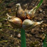 100 Walking Onion Seeds for Planting, Cold Hardy Perennial Onion Tree, Fast Growing for Spring Planting