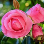 Pink Camellia Plants Live in 4" Pot, Starter Size 6-12 Inches in Tall, Vibrant Pink Bloom for Outdoor Planting