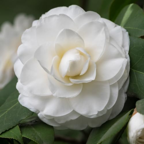 White Camellia Plants Live in 4" Pot, Starter Size 6-12 Inches in Tall, Vibrant Pink Bloom for Outdoor Planting