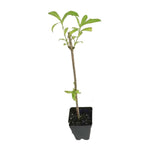 Red Weigela Shrub Plant Live, Hardy Shrub, 2-3 Ft Tall