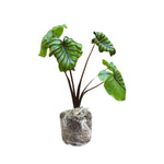 Set 2 Black Stem Colocasia Elephant Ear Plants Live 4–7 Inches Tall, Tropical Foliage Plants for Outdoor Garden, Large Leaf Plants for Patio, Containers or Landscape