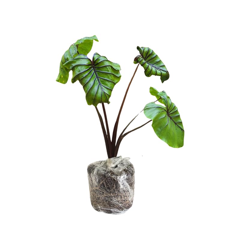Set 2 Black Stem Colocasia Elephant Ear Plants Live 4–7 Inches Tall, Tropical Foliage Plants for Outdoor Garden, Large Leaf Plants for Patio, Containers or Landscape