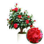Red Camellia Plants Live in 4" Pot, Starter Size 6-12 Inches in Tall, Vibrant Pink Bloom for Outdoor Planting