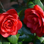 Red Camellia Plants Live in 4" Pot, Starter Size 6-12 Inches in Tall, Vibrant Pink Bloom for Outdoor Planting