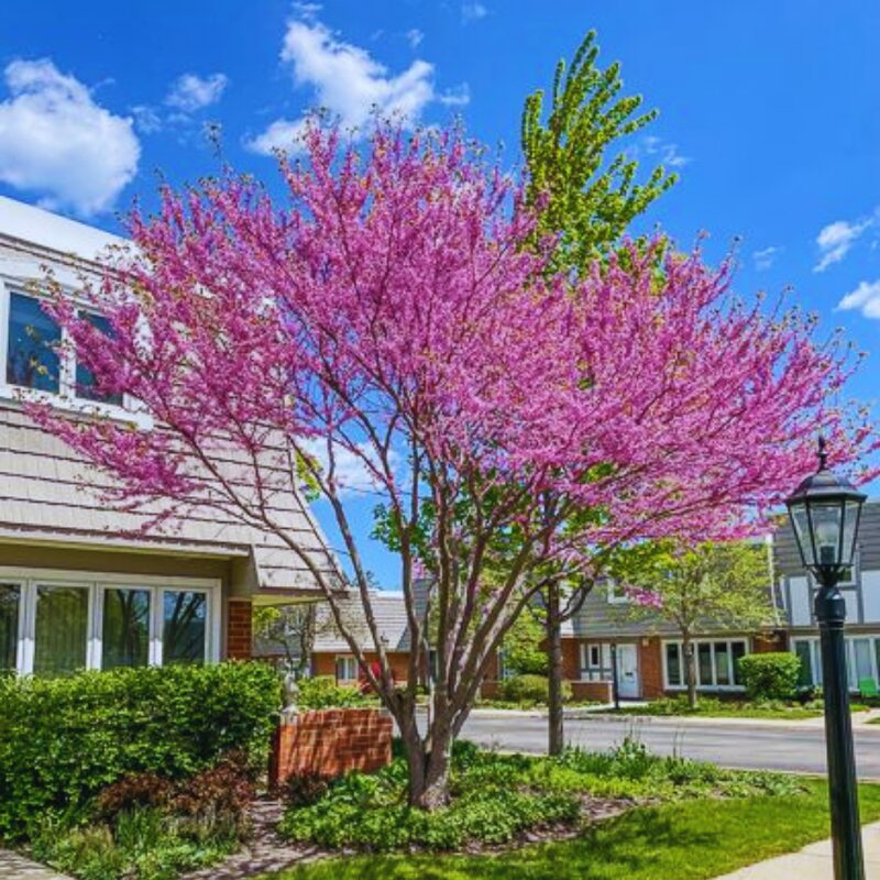 10 Eastern Redbud Trees - 12-24" Stunning Spring Blooms - Zones 5-9 - Red Bud Trees Live Plants Outdoor - Fast Growing Cercis Canadensis Bareroot