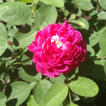 Rose De Rescht Rose Plant Live