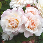Gruss An Aachen Rose Plant Live