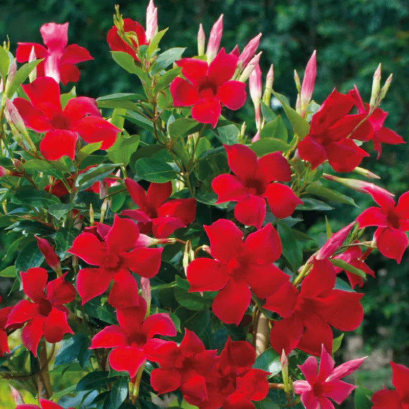 Red Mandevilla Plant Live - 2 to 5 Inc Tall