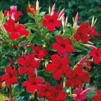 Red Mandevilla Plant Live - 2 to 5 Inc Tall