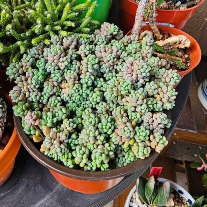 Sedum Minor Plant - 4 Inches Pot - Live Succulents Plant Indoor House Plant