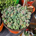 Sedum Minor Plant - 4 Inches Pot - Live Succulents Plant Indoor House Plant