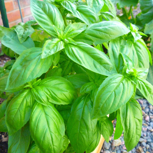 2 Large Leaf Italian Basil Plants for Sale - 3 to 5 Inc Tall - Sweet Basil Plants, Basil Plant Pot 4''