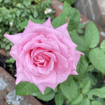 Dream Rose Plant Live