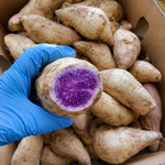 10 Okinawa Sweet Potato Slips, Purple Flesh Variety for Planting