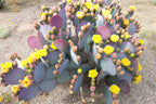 Purple Opuntia Santarita Plants, Santa Rita Prickly Pear Cactus Plants, 2 Plants, 5 to 7 Inc Tall, Succulent Plants