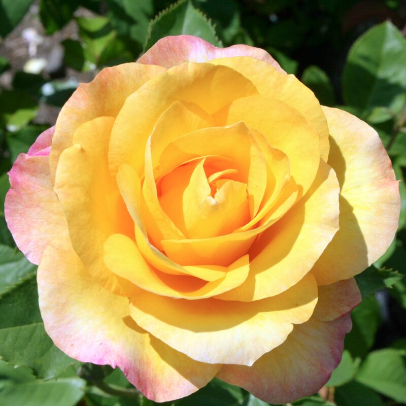 Gold Medal Rose Bush