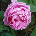 Madam Ernest Calvat Rose Bush