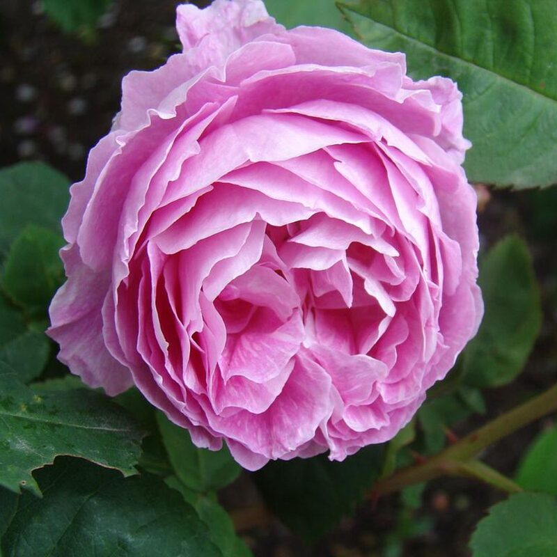 Madam Ernest Calvat Rose Bush