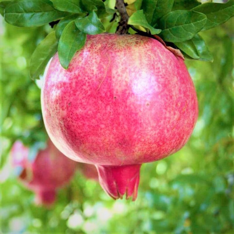 Pack 2 Pomegranate Trees Live Plant  - Wonderful Pomegranate - 2 Year Old - Potted Plant