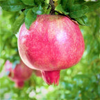 Pack 2 Pomegranate Trees Live Plant  - Wonderful Pomegranate - 2 Year Old - Potted Plant