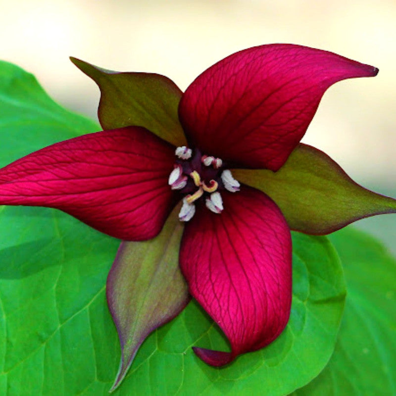 Mix Trillium Roots - 10 Roots, Large Roots - Yellow Red White Color Flower