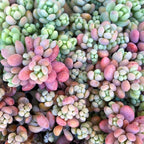 Sedum Minor Plant - 4 Inches Pot - Live Succulents Plant Indoor House Plant