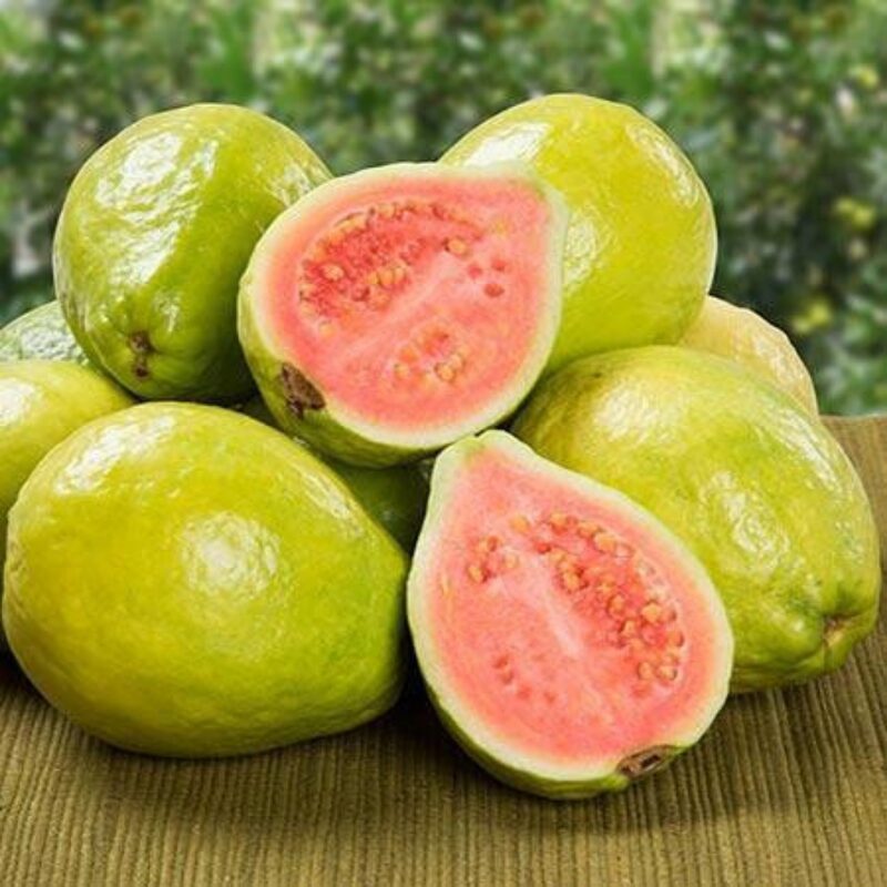 Ruby Supreme Guava Tree Live Plant