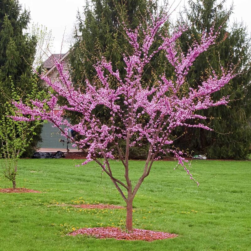 Large Redbud Tree Live Plant - 2-3 Ft - Cercis Canadensis- Zones 5-9 - 2 Year-Old Seedling Red Bud Trees Live Plants Outdoor Fast Growing