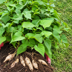 10 Okinawa Sweet Potato Slips, Purple Flesh Variety for Planting