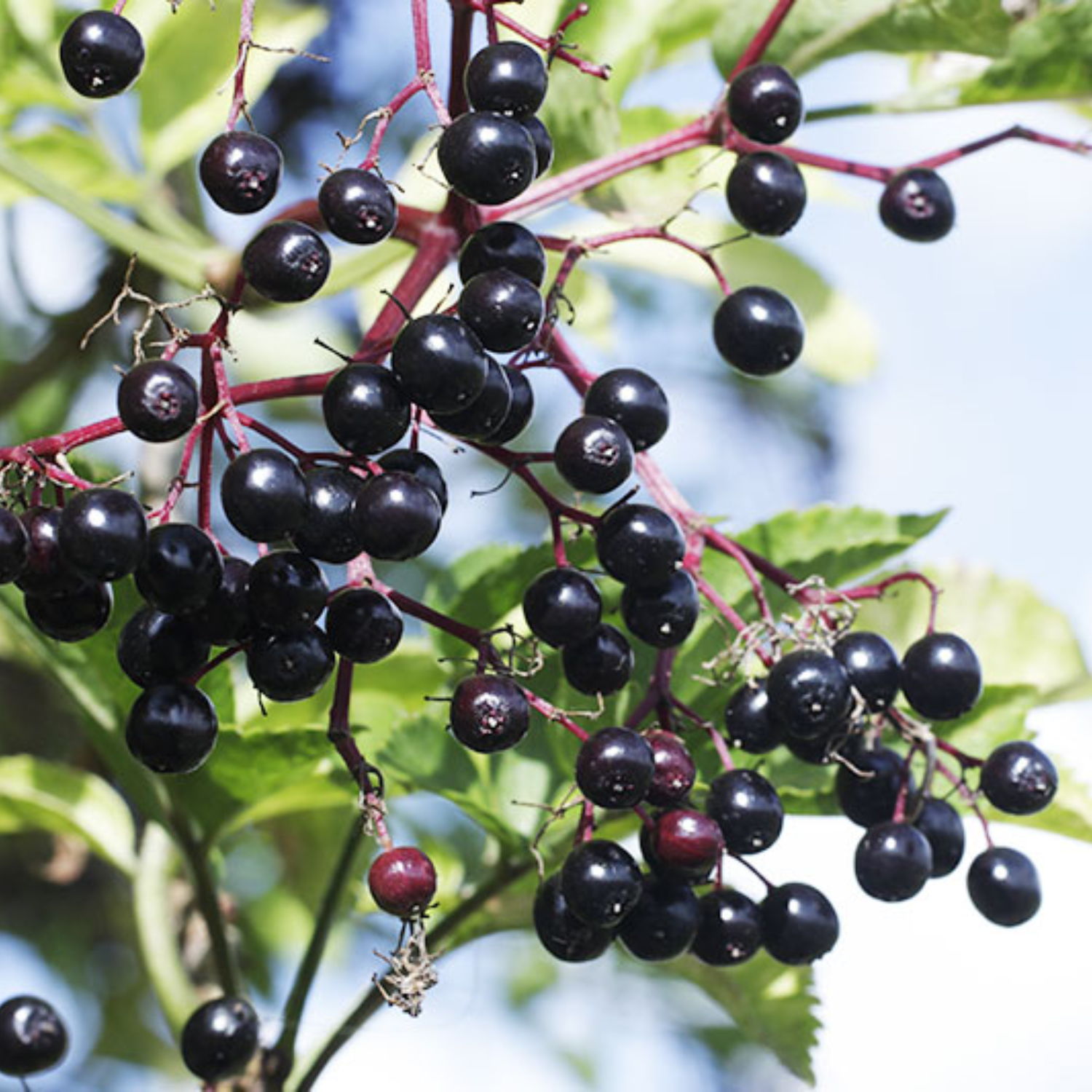4 Black American Elderberry Trees 6-12 Inch Tall