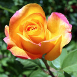 Gold Medal Rose Bush