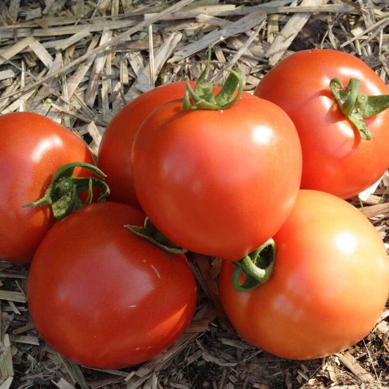 Tomato Plant Live 4 to 8 Inch Tall - Early Girl Tomato