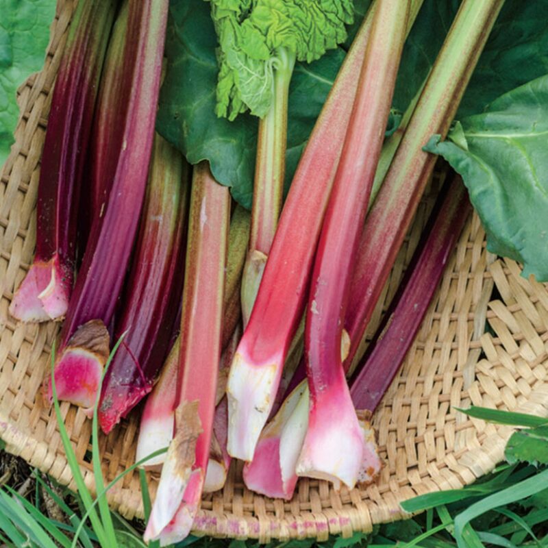 Rhubarb Plant