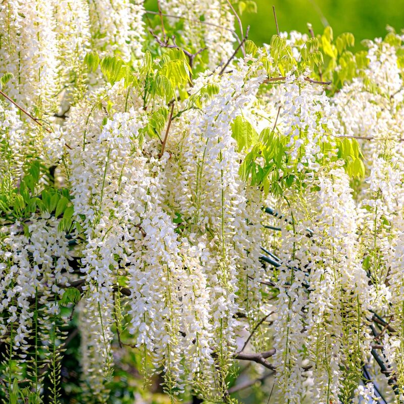 Wisteria Tree Plant