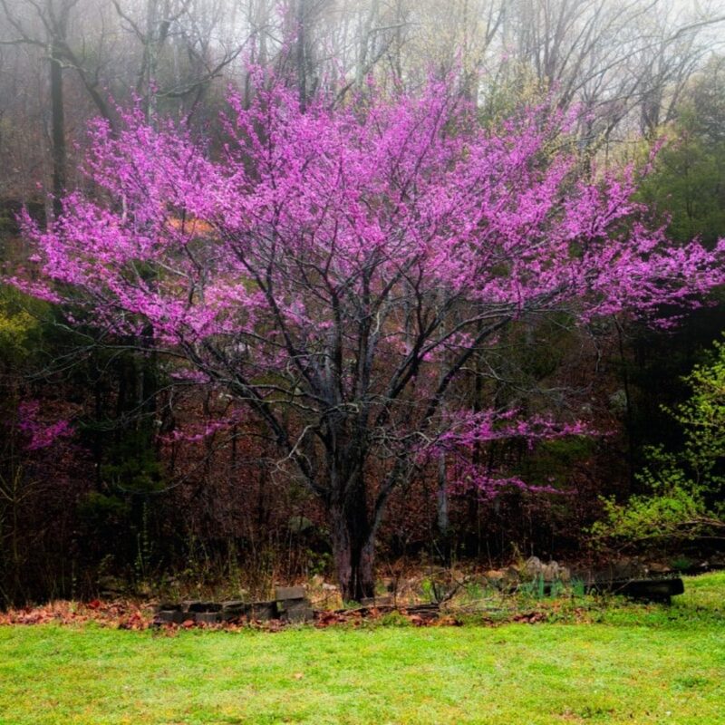 Pink Redbud Tree Live Plant - 2 to 3 Ft - Cercis - Zones 5-9 - 2 Year-Old Seedling Red Bud Trees Live Plants Outdoor Fast Growing