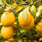 Meyer Lemon Tree Live Plant