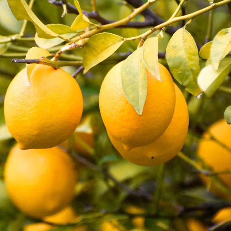 Meyer Lemon Tree Live Plant