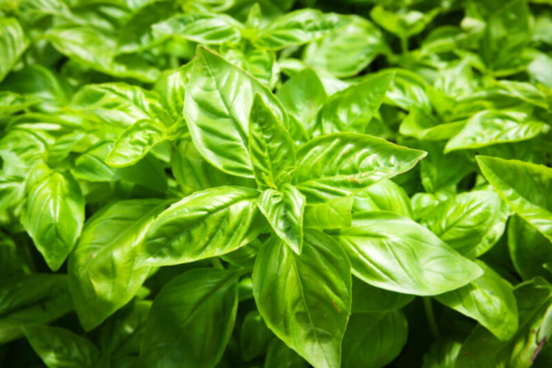 2 Large Leaf Italian Basil Plants for Sale - 3 to 5 Inc Tall - Sweet Basil Plants, Basil Plant Pot 4''