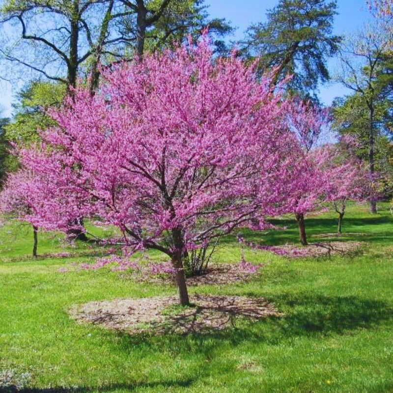 Rosy Pink Purple Redbud Tree Live Plant - 2-3 Ft - Zones 5-9 - 2 Year-Old Seedling Red Bud Trees Live Plants Outdoor Fast Growing