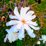 Star Magnolia Plant 6-12 Inch Tall