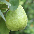 White Guava Tree Live Plant