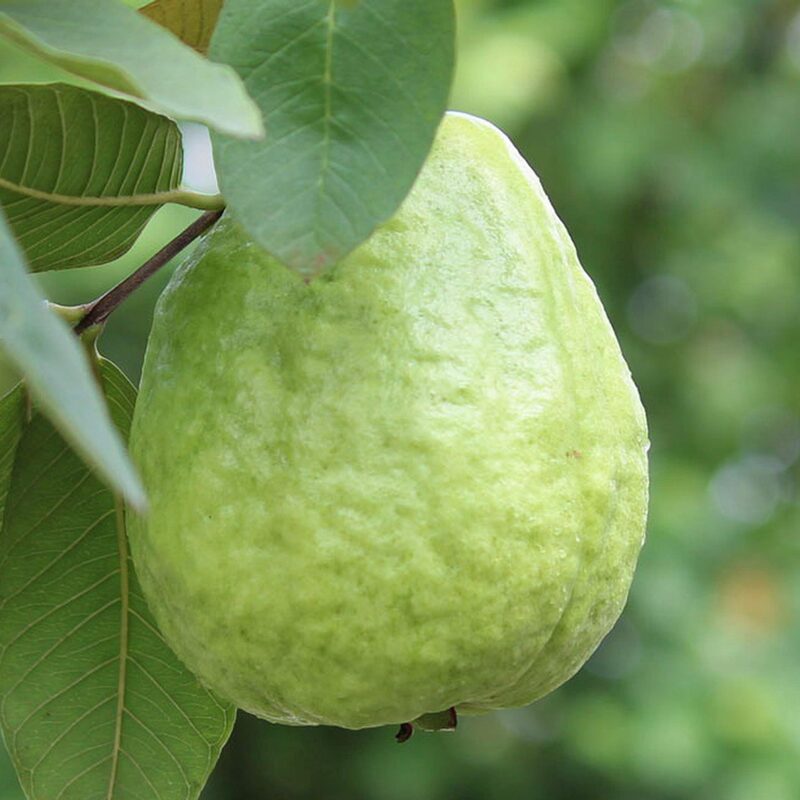 White Guava Tree Live Plant