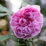 Madam Ernest Calvat Rose Bush