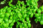 2 Large Leaf Italian Basil Plants for Sale - 3 to 5 Inc Tall - Sweet Basil Plants, Basil Plant Pot 4''