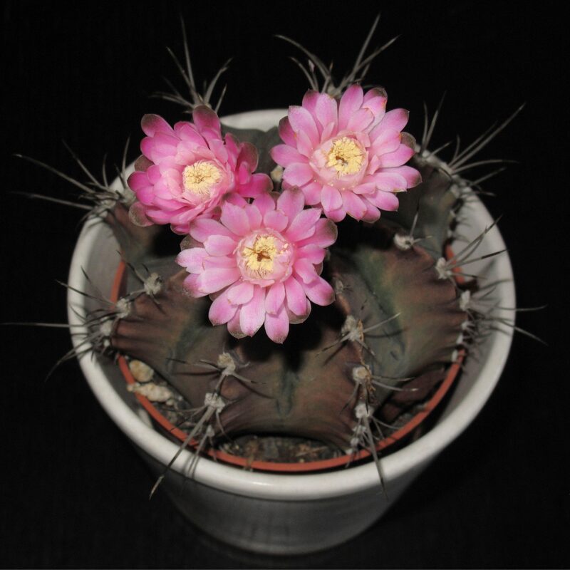 Gymnocalycium Rotundulum Cactus, Pink Cactus
