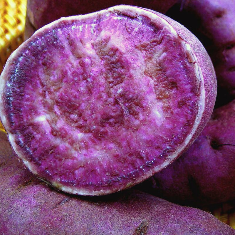 Purple Sweet Potato Slips, Sweet Potato Vine Live Plant - 10 Slips - Non-Gmo Organic - Well Rooted - Zone: 10-11- Outdoors - Full Sun